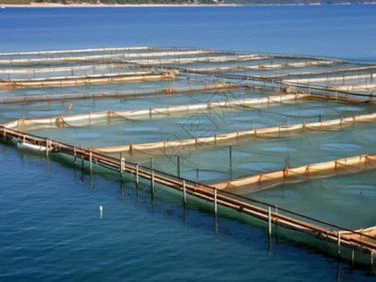 Best Types Of MBBR Media For Aquaculture: A Buyer's Guide